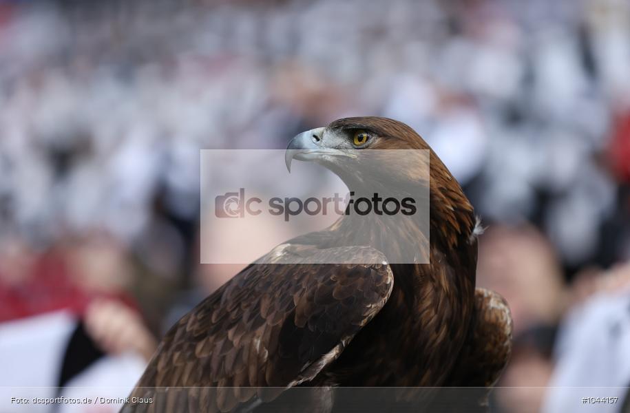 VfL Wolfsburg, Eintracht Frankfurt, Bundesliga, Voetball, Sport, Le Football, Germany, Futbol, Fotball, Fussball, Deutschland, DFL, DFB, Calcio, 2023/24, Saison 2023/2024 - Bild-ID: 1044157 VfL Wolfsburg, Eintracht Frankfurt, Bundesliga, Voetball, Sport, Le Football, Germany, Futbol, Fotball, Fussball, Deutschland, DFL, DFB, Calcio, 2023/24, Saison 2023/2024 - Bild-ID: 1044157
