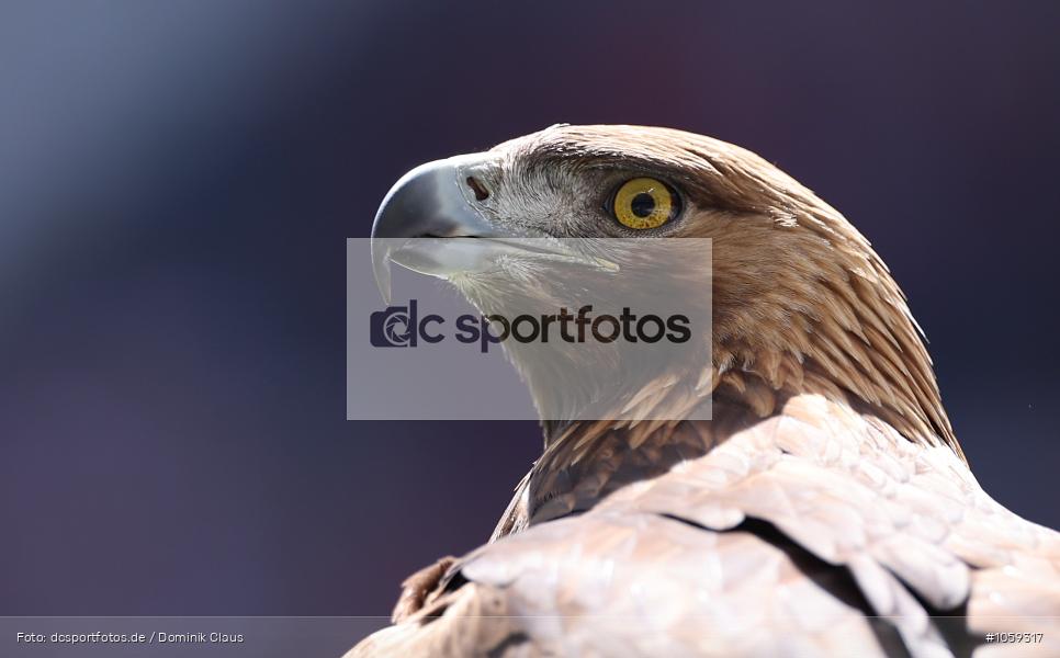 FC Bayern München, Eintracht Frankfurt, Frauen, 1. Bundesliga, Bundesliga, Voetball, Sport, Le Football, Germany, Futbol, Fotball, Fussball, Deutschland, DFL, DFB, Calcio, 2024/25, Saison 2024/2025 - Bild-ID: 1059317 FC Bayern München, Eintracht Frankfurt, Frauen, 1. Bundesliga, Bundesliga, Voetball, Sport, Le Football, Germany, Futbol, Fotball, Fussball, Deutschland, DFL, DFB, Calcio, 2024/25, Saison 2024/2025 - Bild-ID: 1059317